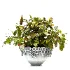 Concrete Pot Plant Set 08 - Thumbnail 3