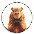 Surprised Capybara Wall painting - Thumbnail 1