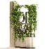 English Ivy 02 - Thumbnail 4