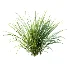 ntal grasses. These elegant groundcover species are valued for their refined texture, compact growth habit, and exceptional versatility in contemporary landscape architecture, Japanese gardens, urban parks, courtyards, and high-end residential projects. - Thumbnail 2