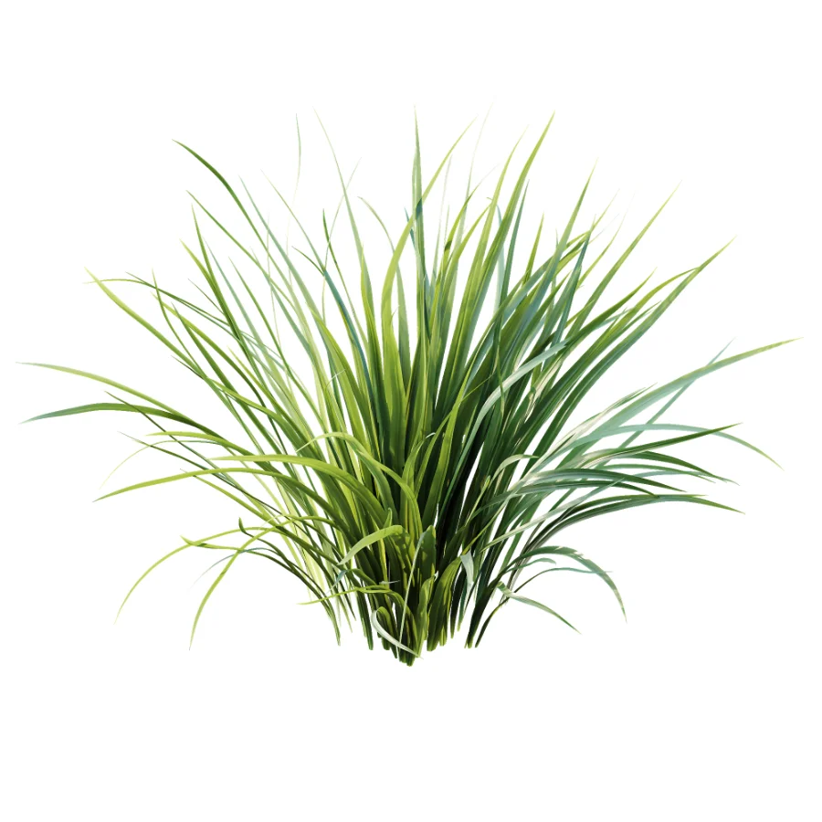 ntal grasses. These elegant groundcover species are valued for their refined texture, compact growth habit, and exceptional versatility in contemporary landscape architecture, Japanese gardens, urban parks, courtyards, and high-end residential projects. - Image 2