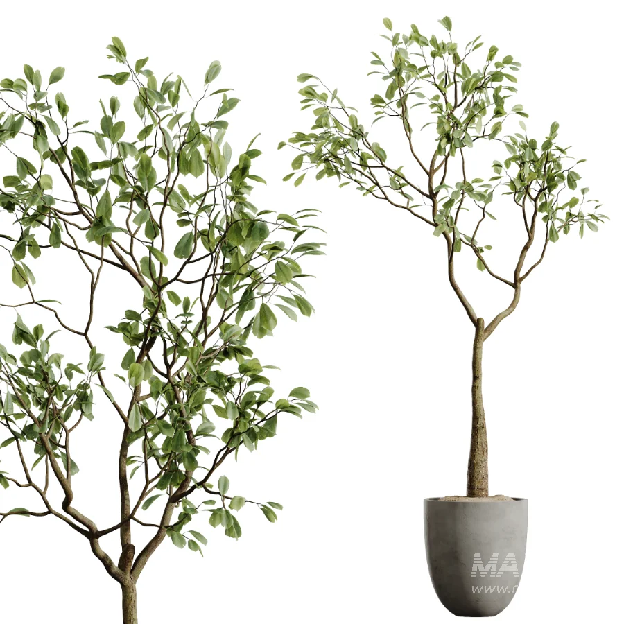AV Indoor Plants Set 449 Ficus Dracaena Marginata and Ravenala Banana and Spineless Yucca - Image 8
