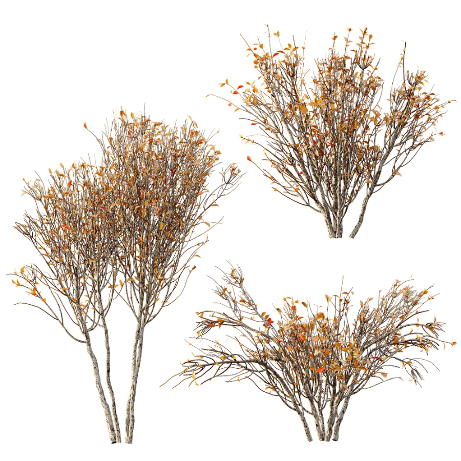 AV Winter Plant Snow Myrtle flower Winter and Snow Quihoui Privet - Image 7