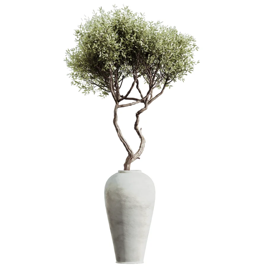 AV Indoor Plants Set 450 Chemlali Olive Tree and Sansevieria Trifasciata and Spathiphyllum Peace Lily and Ficus Dracaena Marginata - Image 1