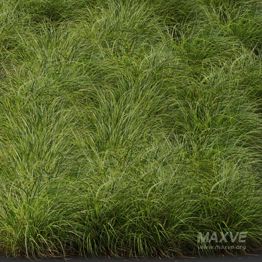 AV Celtica Gigantea Stipa Golden Oats and Carex Elata Aurea Grass - Image 8