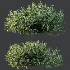 AV Gray Box Westringia Fruticosa Coastal Rosemary and Montra Olive Bushes - Thumbnail 8