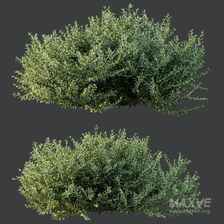 AV Gray Box Westringia Fruticosa Coastal Rosemary and Montra Olive Bushes - Image 8