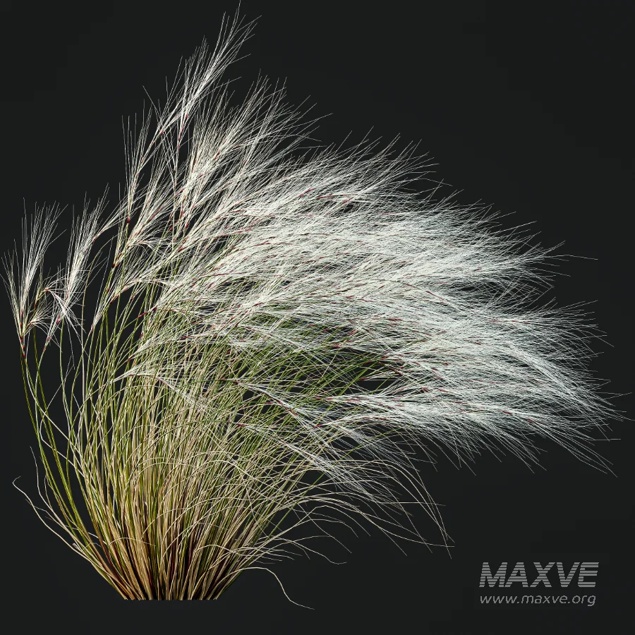 AV Stipa Tenuissima Ostnica Mocna Pony Tails and Carex Testacea Orange Sedge Grass Prairie Fire - Image 1