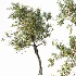 AV Plants Crataegus Pinnatifida Hawthorn Version02 - Thumbnail 2