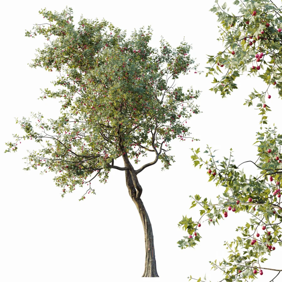 AV Plants Crataegus Pinnatifida Hawthorn Version02 - Image 2
