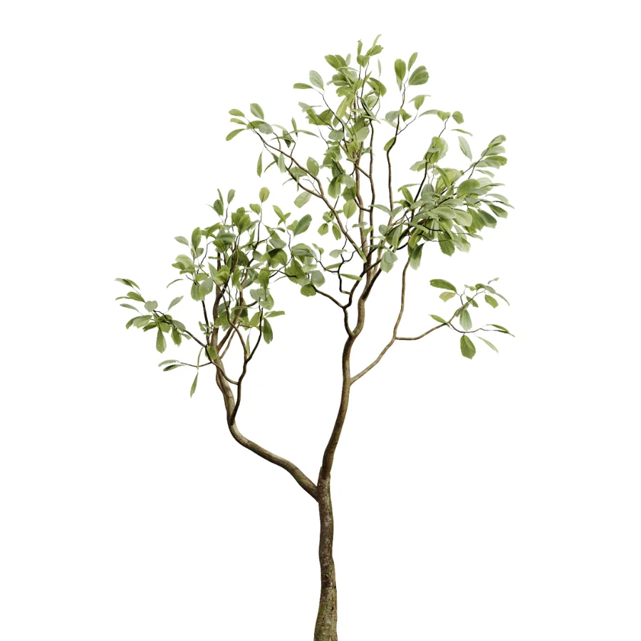 AV Indoor Plants Set 463 Ficus lyrata and Cyara Areca Palm and Aspidistra Elatio and Ficus Dracaena Marginata - Image 2