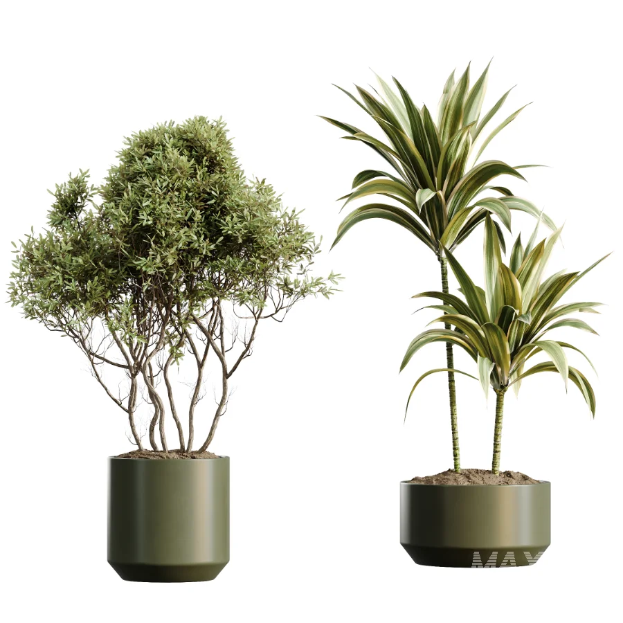AV Indoor Plants Set 466 Dracaena Warneckii Lime Cane and Ficus microcarpa and Rhapis Lady Palm and Ravenala Banana and Chemlali Olive - Image 6
