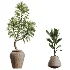 AV Indoor Plants Set 464 Olive Euphorbia Drupifera Cunjevoi Alocasia Spineless Yucca Licuala Palm - Thumbnail 7