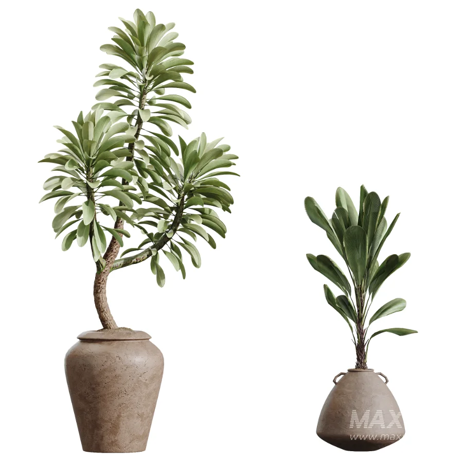 AV Indoor Plants Set 464 Olive Euphorbia Drupifera Cunjevoi Alocasia Spineless Yucca Licuala Palm - Image 7