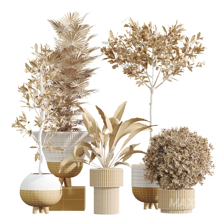 AV Indoor Plants Set 456 Wilsonii Chemlali Olive and Mission Olive Tree and Rhapis Lady Palm and Spathiphyllum Wallisii - Image 7