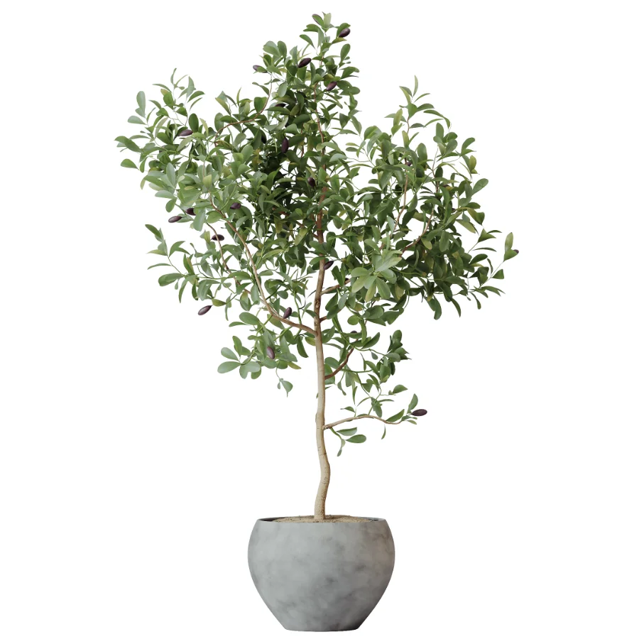 AV Indoor Plants Set 453 Briful Pachira and Elegant Monstera and Aloe Vera Succulents and Ficus Dracaena Marginata - Image 3