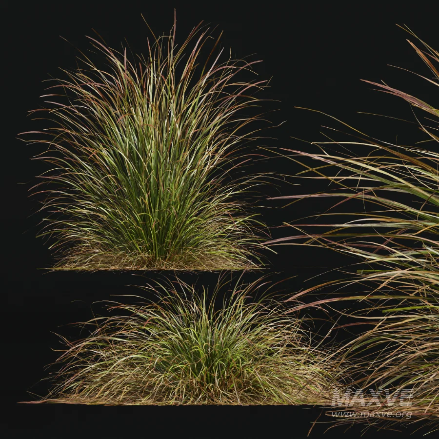 AV Stipa arundinacea Anemanthele lessoniana and Stipa arundinacea Sweet Grass - Image 6