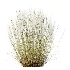 AV Celtica Gigantea Stipa Golden Oats and Stipa Tenuissima Ostnica Mocna Pony Tails - Thumbnail 11