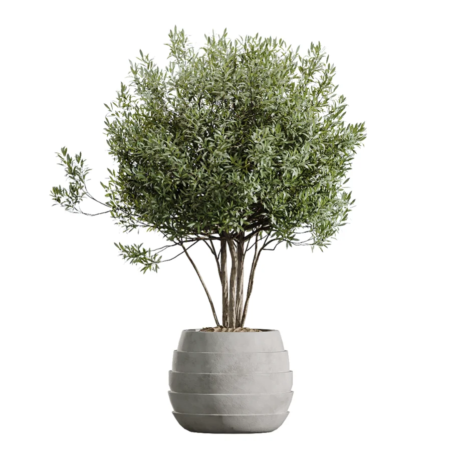 AV Indoor Plants Set 454 Chemlali Olive Tree and Bird Of ParadiseBird and Ficus microcarpa and Ficus Dracaena Marginata - Image 2