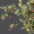 AV Plants Diospyros Kaki Persimmon Version02 - Thumbnail 1