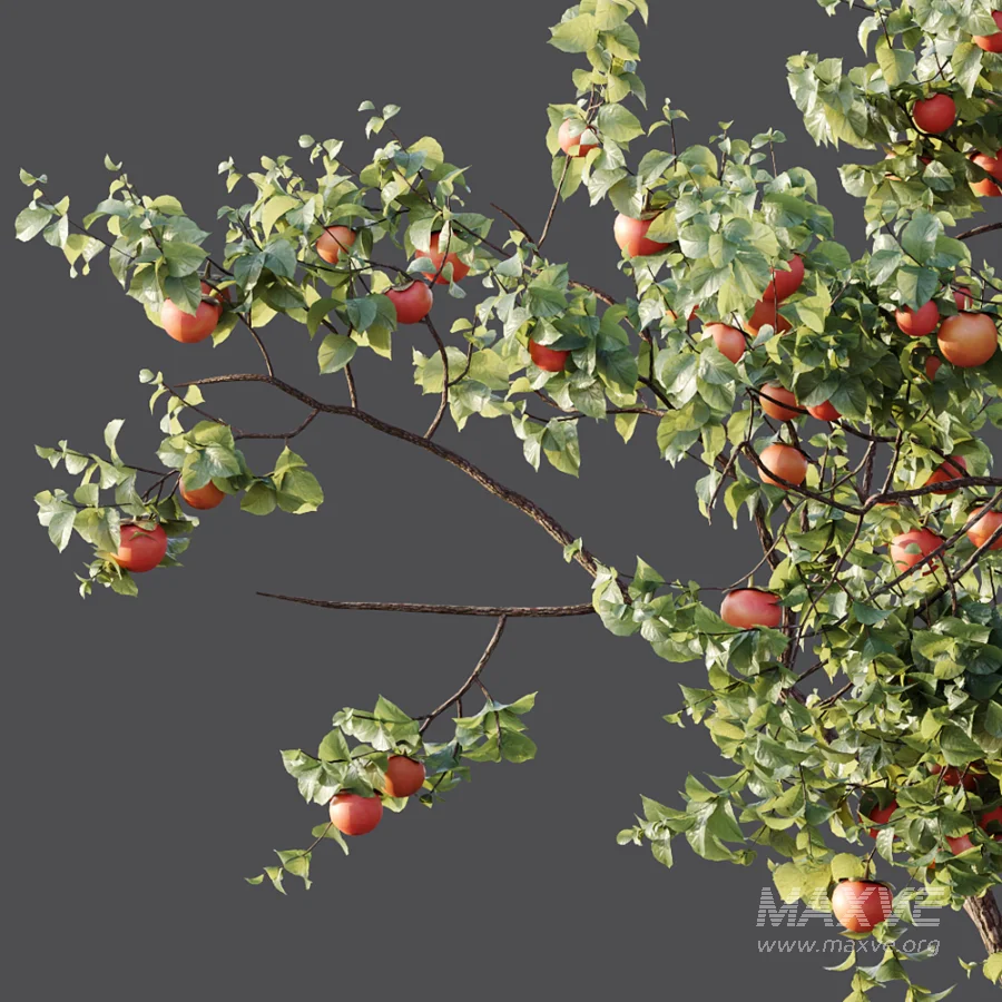 AV Plants Diospyros Kaki Persimmon Version02 - Image 1
