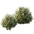AV Gray Box Westringia Fruticosa Coastal Rosemary and Montra Olive Bushes - Thumbnail 2