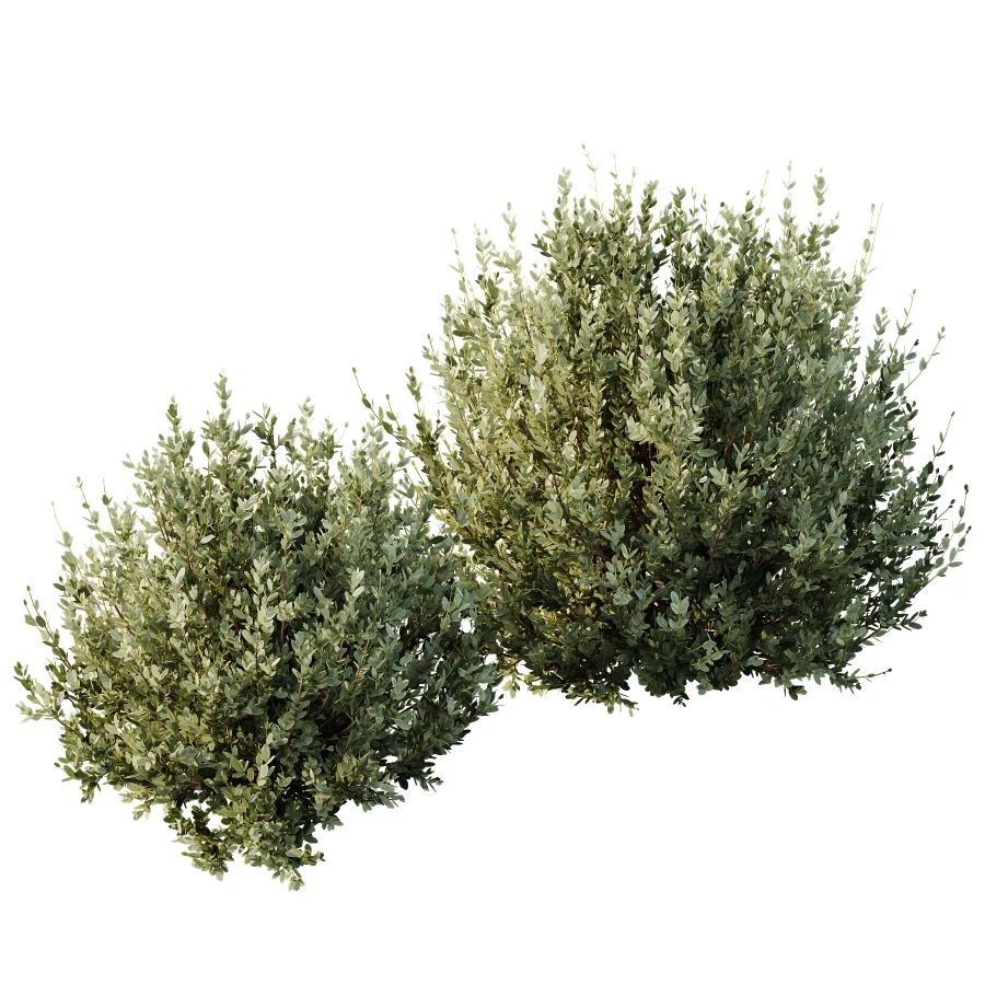 AV Gray Box Westringia Fruticosa Coastal Rosemary and Montra Olive Bushes - Image 2