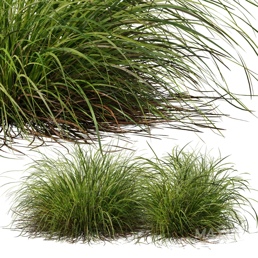 AV Celtica Gigantea Stipa Golden Oats and Carex Elata Aurea Grass - Image 3