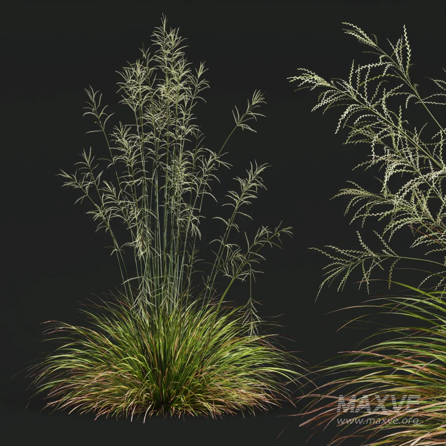 AV Calamagrostis Acutiflora Karl Foerster and Stipa arundinacea Sweet Grasses - Image 7