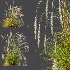 AV Calamagrostis Acutiflora Karl Foerster and Stipa arundinacea Sweet Grasses - Thumbnail 9