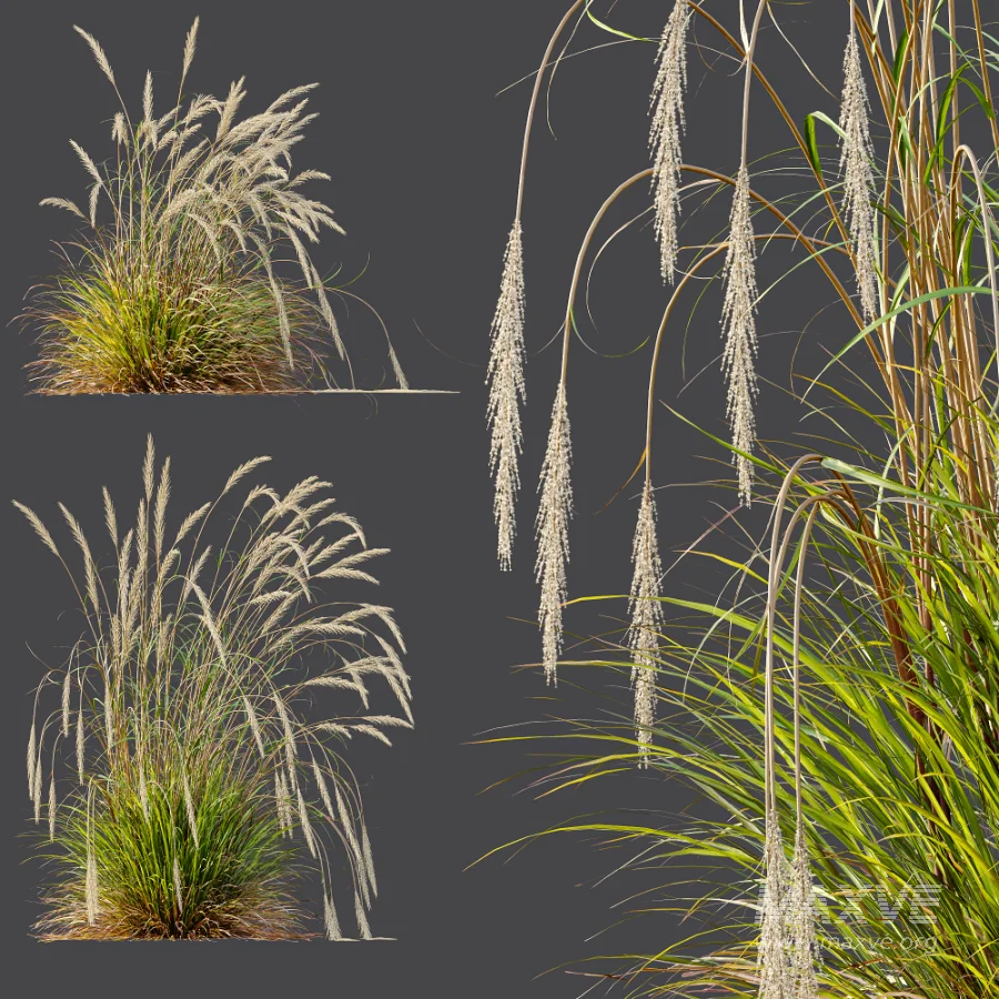 AV Calamagrostis Acutiflora Karl Foerster and Stipa arundinacea Sweet Grasses - Image 9