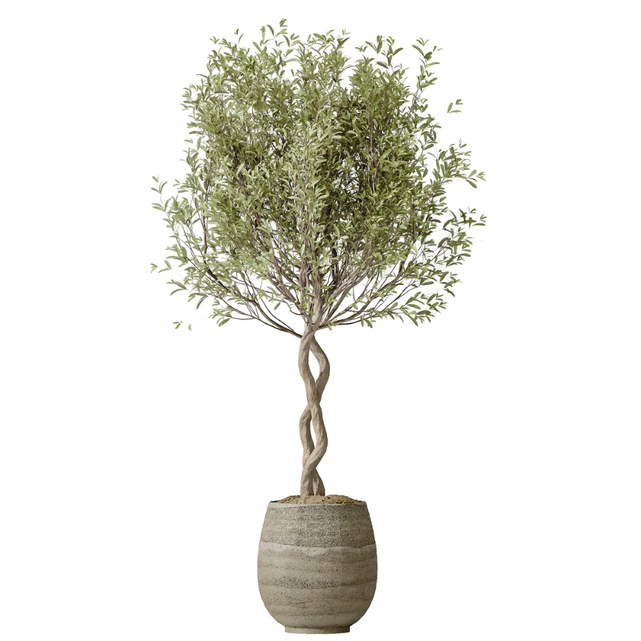 AV Indoor Plants Set 501 AloeVera Succulent and Orange Tree and Spineless Yucca and Chemlali Olive and Ravenala Banana - Image 4