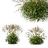 AV Molinia Caerulea Heidebraut Kleines Pfeifengras - Thumbnail 6