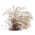 AV Carex Testacea Orange Sedge Grass Prairie Fire and Nassella Tenuissima fall - Thumbnail 1