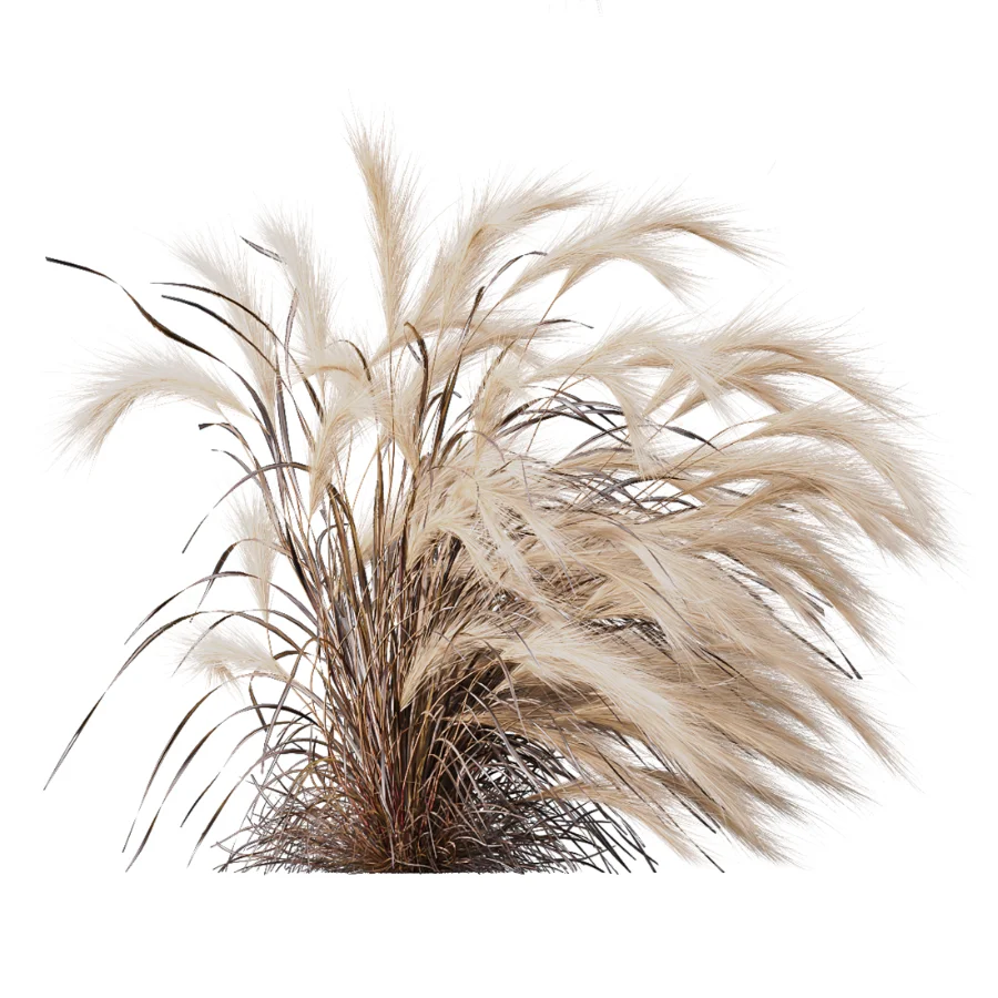 AV Carex Testacea Orange Sedge Grass Prairie Fire and Nassella Tenuissima fall - Image 1