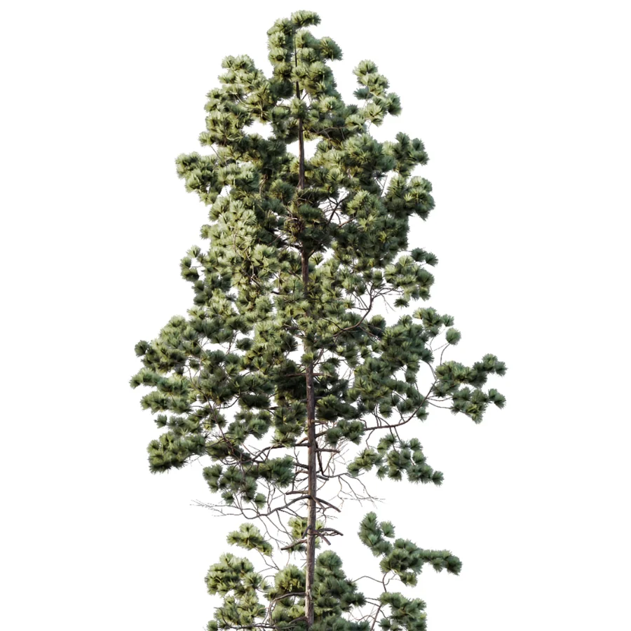 AV Pinus Palustris and Pinus Nigra Sylvestris Subsp Winter Snow trees - Image 3