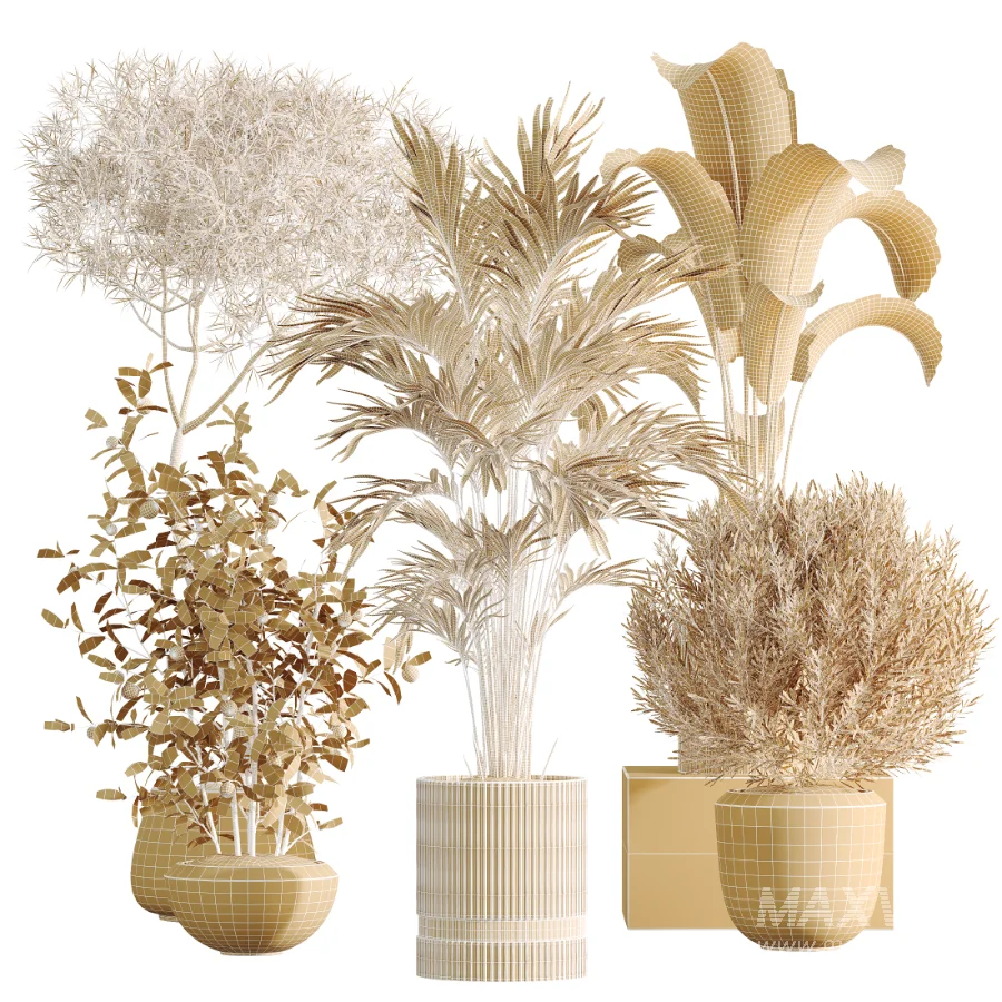 AV Indoor Plants Set 459 Chemlali Olive and Cat Reed Palm and China Orange Tree and Ficus Dracaena Marginata and Ravenala Banana - Image 8