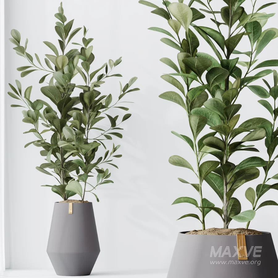AV Indoor Plants Set 454 Chemlali Olive Tree and Bird Of ParadiseBird and Ficus microcarpa and Ficus Dracaena Marginata - Image 5