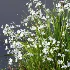 ntal grasses. These elegant groundcover species are valued for their refined texture, compact growth habit, and exceptional versatility in contemporary landscape architecture, Japanese gardens, urban parks, courtyards, and high-end residential projects. - Thumbnail 11