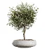AV Indoor Plants Set 451 Olive Elegant and Ficus Dracaena Marginata and Cyara Areca Palm - Thumbnail 3