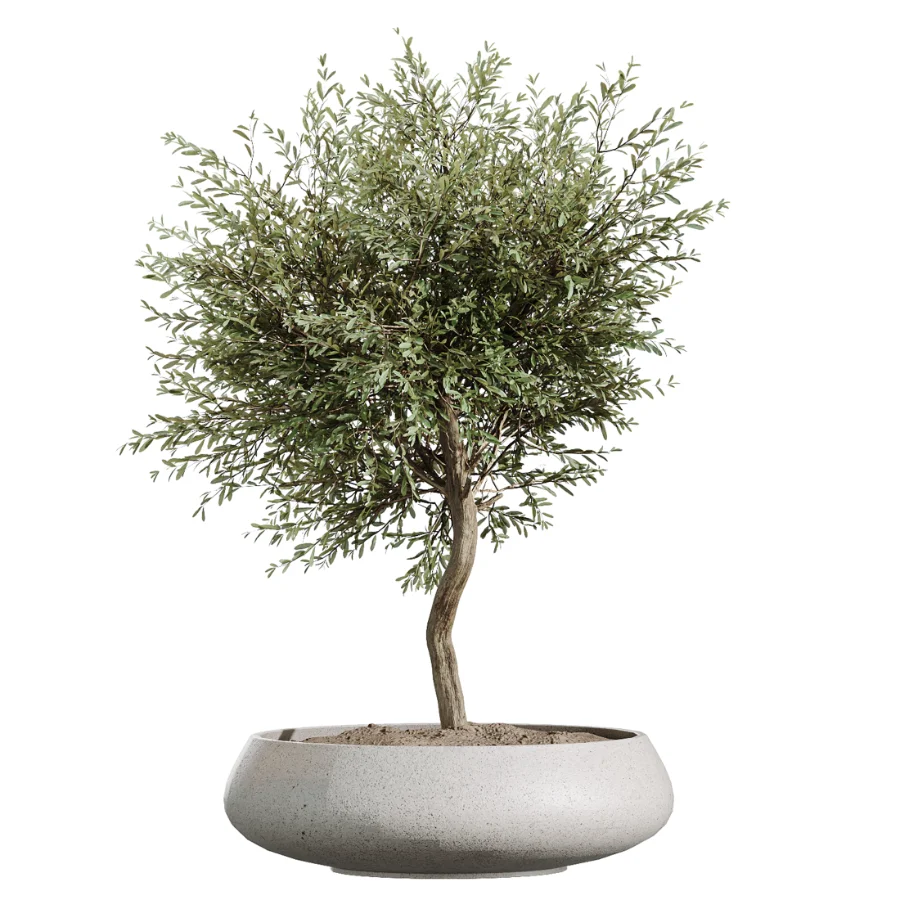 AV Indoor Plants Set 451 Olive Elegant and Ficus Dracaena Marginata and Cyara Areca Palm - Image 3