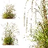 AV Calamagrostis Acutiflora Karl Foerster and Stipa arundinacea Sweet Grasses - Thumbnail 6