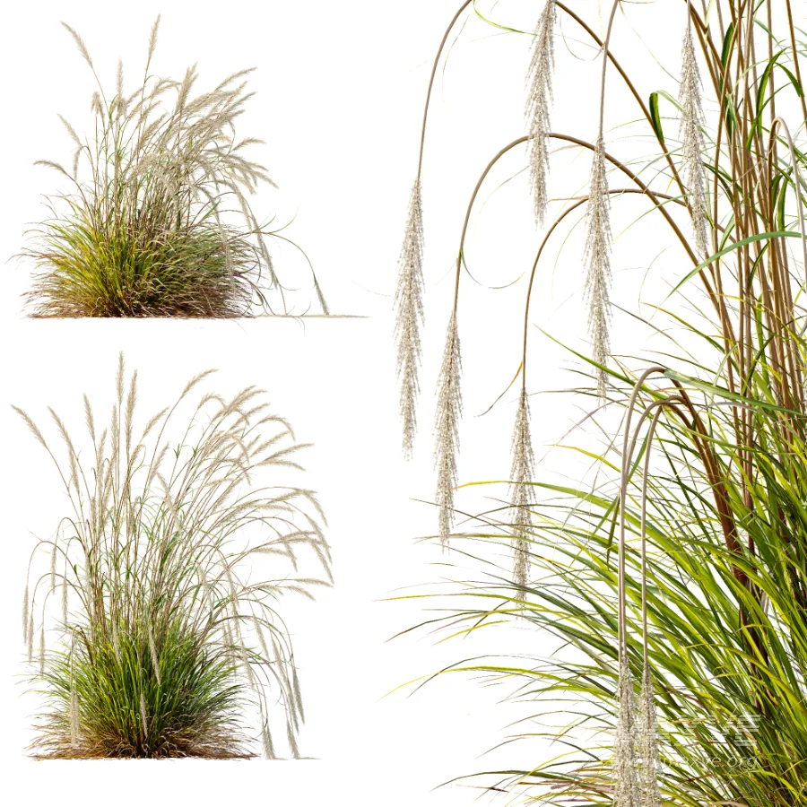 AV Calamagrostis Acutiflora Karl Foerster and Stipa arundinacea Sweet Grasses - Image 6