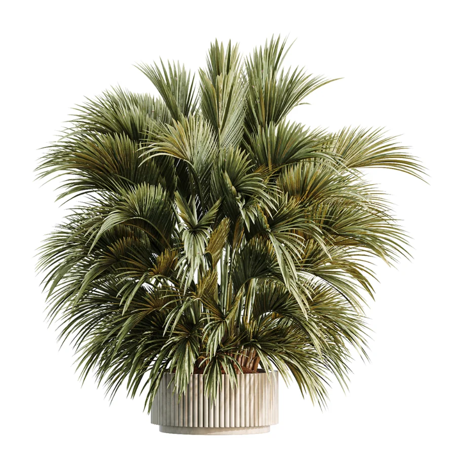 AV Indoor Plants Set 461 Yucca Elephantipe and Cat Reed Palm and Bird Of Paradise and Schefflera Arboricola - Image 5