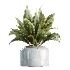 AV Indoor Plants Set 469 Yucca Elephantipe and Briful Pachira and Licuala Grandis Palm and Cyara Areca Palm - Thumbnail 4