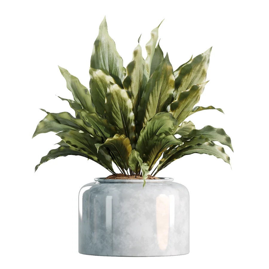 AV Indoor Plants Set 469 Yucca Elephantipe and Briful Pachira and Licuala Grandis Palm and Cyara Areca Palm - Image 4