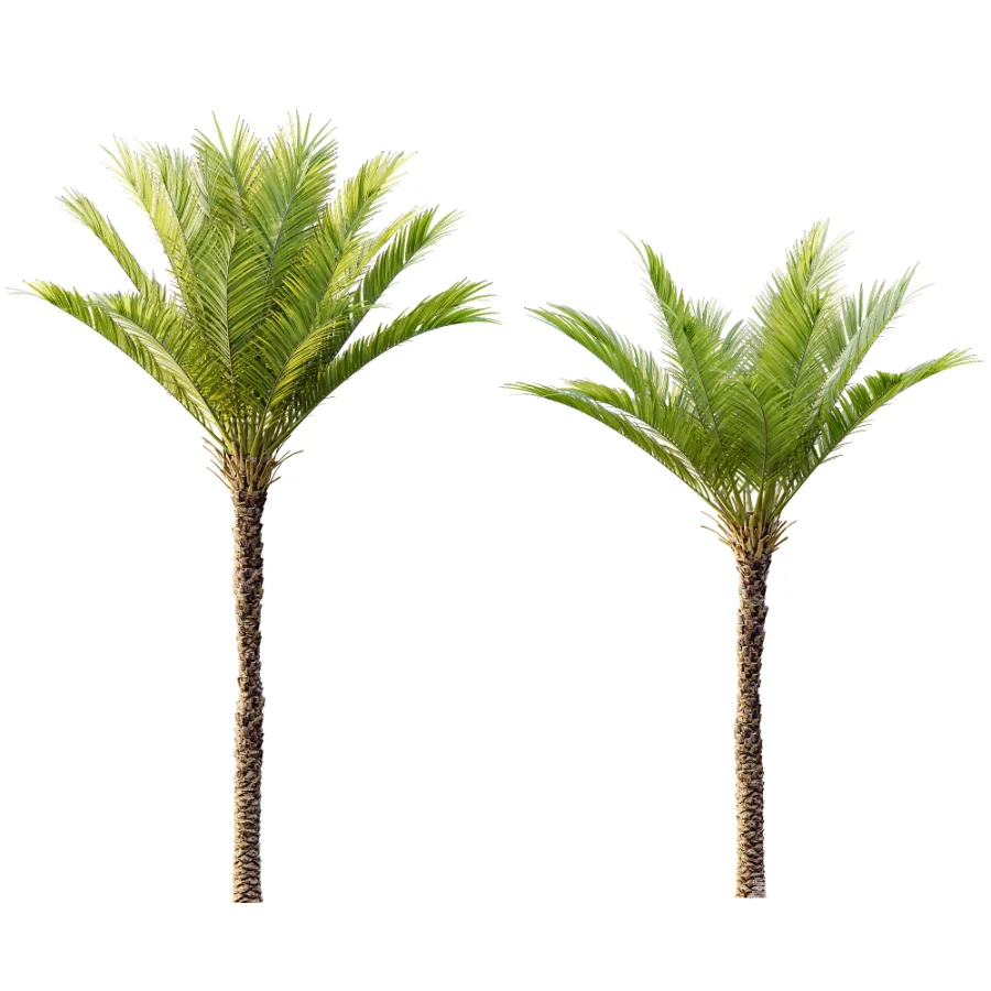 AV Phoenix Dactylifera Date Jurassic Palm Tree and Acer Saccharinum - Image 3