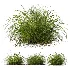 AV Celtica Gigantea Stipa Golden Oats and Carex Elata Aurea Grass - Thumbnail 7