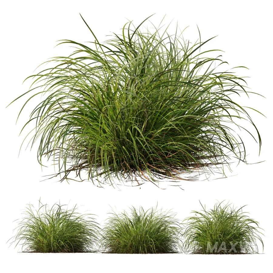 AV Celtica Gigantea Stipa Golden Oats and Carex Elata Aurea Grass - Image 7