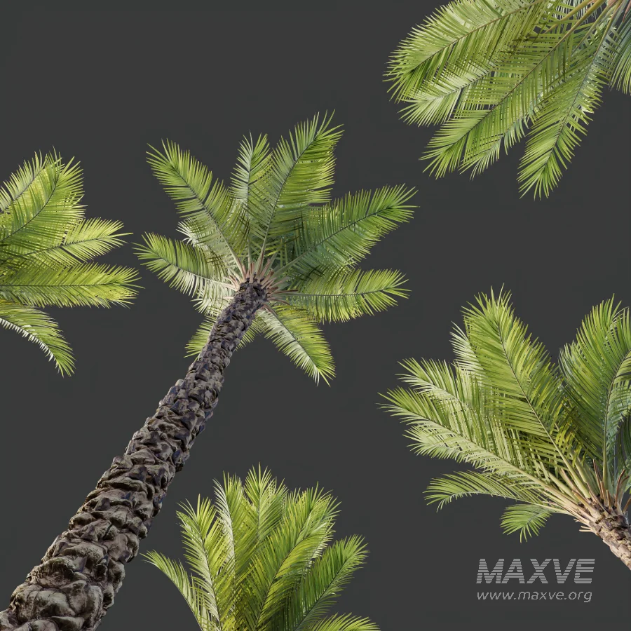 AV Phoenix Dactylifera Date Jurassic Palm Tree and Acer Saccharinum - Image 7